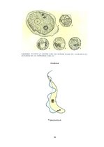 Referāts 'Medicīniskā parazitoloģija', 19.