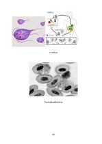 Referāts 'Medicīniskā parazitoloģija', 20.