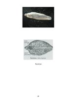 Referāts 'Medicīniskā parazitoloģija', 22.