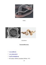 Referāts 'Medicīniskā parazitoloģija', 24.