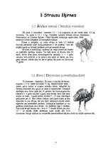 Referāts 'Netradicionālā lauksaimniecība - strauskopība', 4.