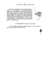 Referāts 'Netradicionālā lauksaimniecība - strauskopība', 5.