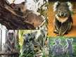Prezentācija 'Koalas', 8.