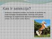 Prezentācija 'Selekcija', 2.
