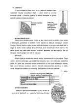 Referāts 'Pireneju pussala - Spānija, Portugāle, attiecības ar Latviju', 9.