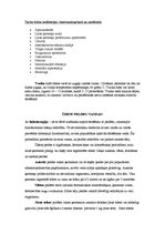 Referāts 'SPA procedūras', 19.