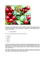 Referāts 'Latvijas ogas', 8.