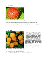 Referāts 'Latvijas ogas', 9.