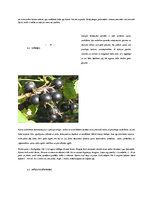 Referāts 'Latvijas ogas', 11.