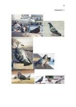 Referāts 'Mājas balodis', 14.