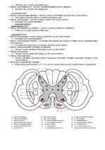 Konspekts 'Anatomija. Smadzenes un centrālā nervu sistēma', 3.