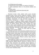 Prakses atskaite 'Prakses atskaite ekonomikā', 13.