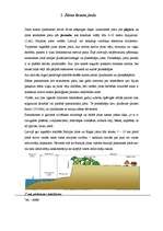 Referāts 'Baltijas jūras piekraste', 6.