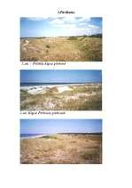 Referāts 'Baltijas jūras piekraste', 27.