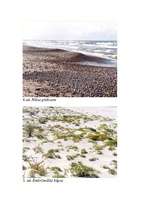 Referāts 'Baltijas jūras piekraste', 28.