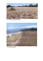 Referāts 'Baltijas jūras piekraste', 29.