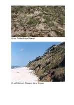 Referāts 'Baltijas jūras piekraste', 31.