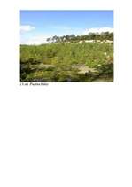 Referāts 'Baltijas jūras piekraste', 33.