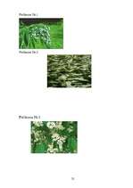 Referāts 'Pirtis', 22.