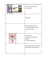 Biznesa plāns 'Kāzu salons', 8.