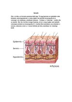 Referāts 'Āda un tās slimības', 3.