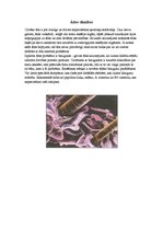 Referāts 'Āda un tās slimības', 6.