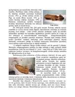 Referāts 'Ārzemju Mākslas muzejs', 7.