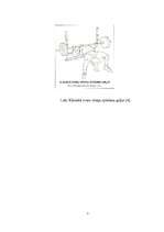 Referāts 'Svara stieņa spiešana guļus anatomiskā skatījumā', 5.