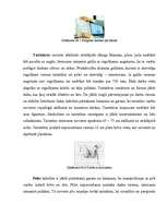 Referāts 'Ergonomika', 4.