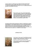 Referāts 'Ekskursija pa viduslaiku Rīgu', 43.