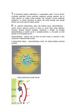 Prezentācija 'Pasaules uzbūve', 18.