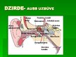 Prezentācija 'Dzirde', 4.