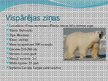 Prezentācija 'Leduslācis jeb polārlācis', 2.
