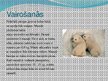 Prezentācija 'Leduslācis jeb polārlācis', 5.