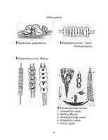 Referāts 'Naudas senākās formas', 20.