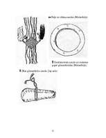 Referāts 'Naudas senākās formas', 21.