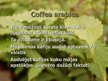 Prezentācija 'Lignosilīcija iedarbība uz kafijas koka augšanu', 4.