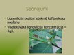 Prezentācija 'Lignosilīcija iedarbība uz kafijas koka augšanu', 9.