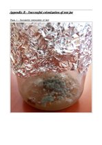 Referāts 'A Study on the Effects of Mycorrhizal Symbiosis', 31.