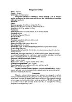 Referāts 'Ķengurveidīgie', 12.