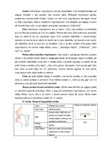 Diplomdarbs 'Fonemātiskās uztveres sekmēšana vecākā pirmsskolas vecuma bērniem ar runas fonēt', 46.