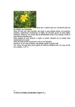 Konspekts 'Ārstniecības augi Latvijas laukos un pļavās', 15.