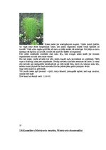 Konspekts 'Ārstniecības augi Latvijas laukos un pļavās', 19.