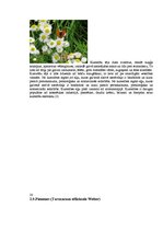 Konspekts 'Ārstniecības augi Latvijas laukos un pļavās', 20.