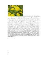 Konspekts 'Ārstniecības augi Latvijas laukos un pļavās', 21.