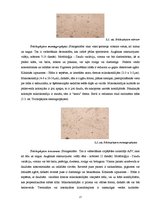 Referāts 'Patogēnās sēnītes', 17.