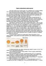 Referāts 'Sīpoli', 3.