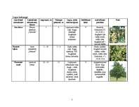 Referāts 'Vīteņaugi, ziemcietes, viengadīgie lakstaugi, lapu un skuju kokaugi', 3.