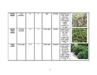 Referāts 'Vīteņaugi, ziemcietes, viengadīgie lakstaugi, lapu un skuju kokaugi', 8.