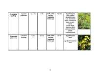 Referāts 'Vīteņaugi, ziemcietes, viengadīgie lakstaugi, lapu un skuju kokaugi', 12.